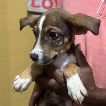 Polk - Local November 6-8 -  Rat Terrier and Chihuahua Dog for Adoption in Brookshire, Texas - Polk - Local November 6-8 | PetCurious