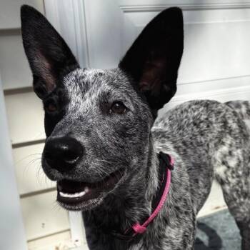 Missy -  Australian Cattle Dog Blue Heeler Dog for Adoption in Richmond, Virginia - Missy | PetCurious