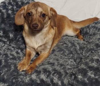 Maximilian -  Terrier Dog for Adoption in Oakland, California - Maximilian | PetCurious