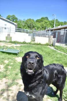 Roderick -  Black Labrador Retriever Dog for Adoption in Altoona, Pennsylvania - Roderick | PetCurious