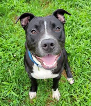 Bruiser -  Pit Bull Terrier Dog for Adoption in Lisbon, Ohio - Bruiser | PetCurious