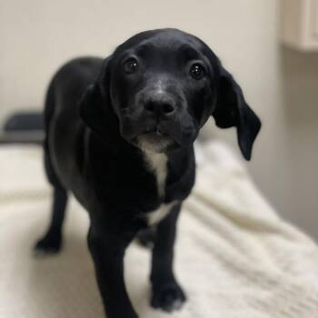 Spooketti -  Pit Bull Terrier and Mixed Breed Dog for Adoption in Riverside, California - Spooketti | PetCurious