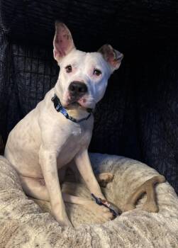 Cane Corso Dogs Available for Adoption - Lucky | PetCurious