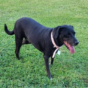 RETHA -  Black Labrador Retriever Dog for Adoption in Scottsburg, Indiana - RETHA | PetCurious