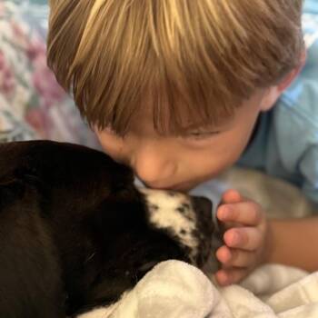 Bartley -  Mixed Breed Dog for Adoption in Abbotsford, British Columbia - Bartley | PetCurious