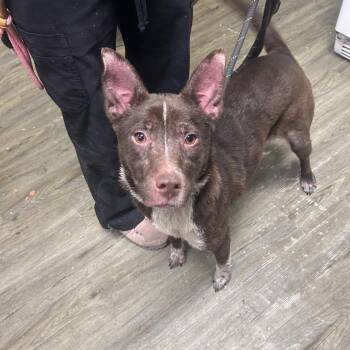 Hazel -  Australian Cattle Dog Blue Heeler Dog for Adoption in Summerville, South Carolina - Hazel | PetCurious