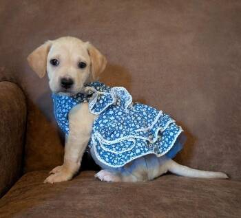 Tragos -  Mixed Breed Dog for Adoption in Cincinnati, Ohio - Tragos | PetCurious