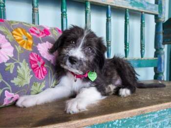 Tailor -  Old English Sheepdog and Great Pyrenees Dog for Adoption in San Antonio, Texas - Tailor | PetCurious