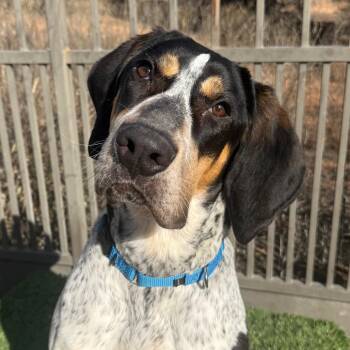 Hound Dogs Available for Adoption - Gotham | PetCurious