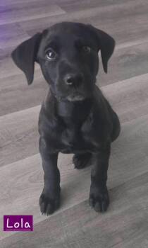 Lola -  Labrador Retriever Dog for Adoption in Alexander, Arkansas - Lola | PetCurious