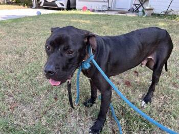 Rescue Pit Bull Terrier Dogs for Adoption in Grand Prairie, Texas - NOTARY STAMP | PetCurious