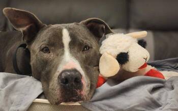 Bruno -  Terrier Dog for Adoption in Cary, North Carolina - Bruno | PetCurious