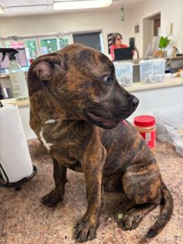 Bronson -  Mixed Breed Dog for Adoption in Cincinnati, Ohio - Bronson | PetCurious