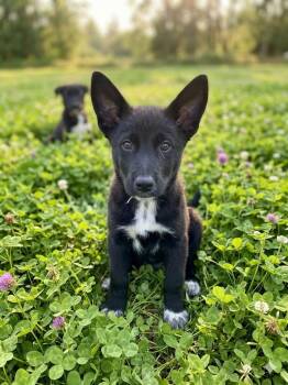 Border Collie Dogs Available for Adoption in Polson, Montana - Cereal | PetCurious