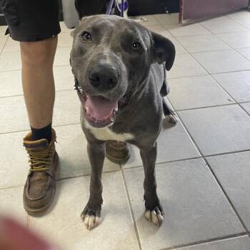 Baker -  Mixed Breed Dog for Adoption in Savannah, Georgia - Baker | PetCurious