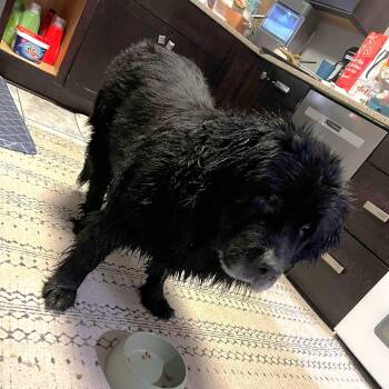 Salty -  Newfoundland Dog Dog for Adoption in Greece, New York - Salty | PetCurious