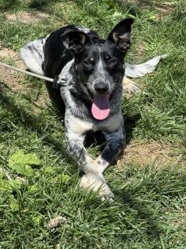 Australian Cattle Dog Blue Heeler Dogs Available for Adoption in Springfield, Illinois - Ike | PetCurious