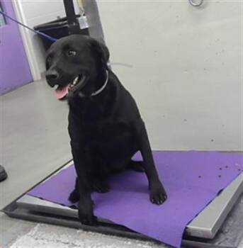 GORDA -  Labrador Retriever and Mixed Breed Dog for Adoption in Houston, Texas - GORDA | PetCurious