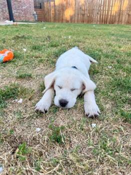 Dexter -  Labrador Retriever Dog for Adoption in Shawnee, Oklahoma - Dexter | PetCurious