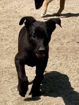 Arizona Litter: Mesa -  Belgian Shepherd Malinois Dog for Adoption in Vancouver, Washington - Arizona Litter: Mesa | PetCurious