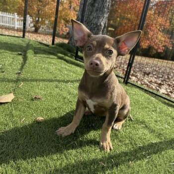 Rescue Chihuahua Dogs for Adoption in Floresville, Texas - Pumpkin | PetCurious