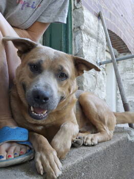 Rescue Shepherd Dogs for Adoption - Kenry | PetCurious