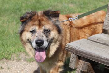 Julep -  Chow Chow Dog for Adoption in Ionia, Michigan - Julep | PetCurious