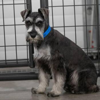 Schnauzer Dogs Available for Adoption - Briggs (F26-39) | PetCurious