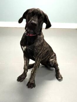 Maxine -  Mastiff and Mixed Breed Dog for Adoption in Hawk Point, Missouri - Maxine | PetCurious