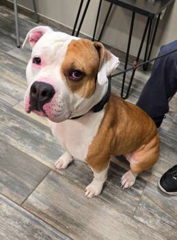 Rescue Pit Bull Terrier Dogs for Adoption in Sidney, Ohio - Maximum Yrly 458 | PetCurious