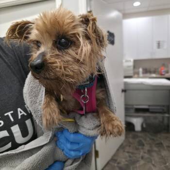 Yorkshire Terrier Dogs Available for Adoption - Mazie D10684 | PetCurious