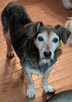 Agnes S -  Beagle Dog for Adoption in Somerset, Kentucky - Agnes S | PetCurious