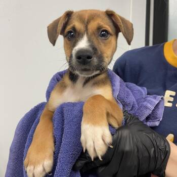 Mixed Breed Dogs Available for Adoption in Abilene, Texas - Thunk | PetCurious