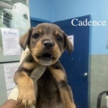 Mixed Breed Dogs Available for Adoption - Cadence (20260219-09) | PetCurious