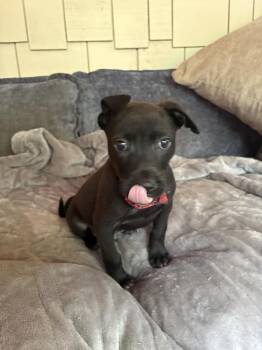 Yogi -  Labrador Retriever Dog for Adoption in Gillsville, Georgia - Yogi | PetCurious