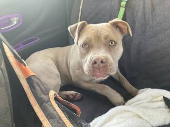 American Bulldog Dogs Available for Adoption - Lilly | PetCurious