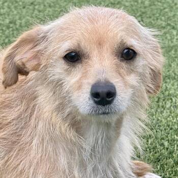 Nancy - long haired Chihuahua girl -  Chihuahua Dog for Adoption in Hondo, Texas - Nancy - Long Haired Chihuahua Girl | PetCurious