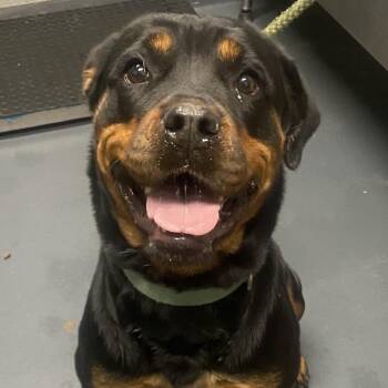 Delilah -  Rottweiler Dog for Adoption in Allentown, Pennsylvania - Delilah | PetCurious