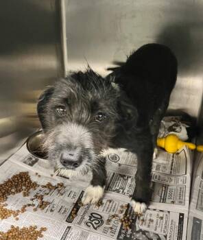 Mixed Breed Dogs Available for Adoption in Jackson, Tennessee - Anchor | PetCurious