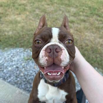 ROYAL 425 -  Boston Terrier Dog for Adoption in New Berlin, Wisconsin - ROYAL 425 | PetCurious