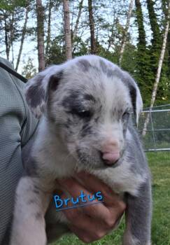 Pit Bull Terrier and Catahoula Leopard Dog Dogs Available for Adoption in Brookings, Oregon - Brutus | PetCurious