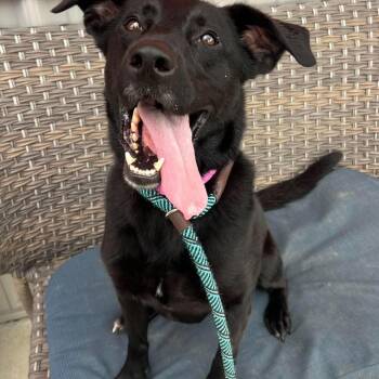 Pria -  Black Labrador Retriever Dog for Adoption in Plainfield, Illinois - Pria | PetCurious