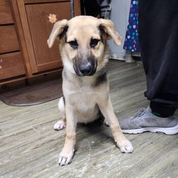 Shepherd Dogs Available for Adoption in Summerville, South Carolina - Mary Puppins | PetCurious