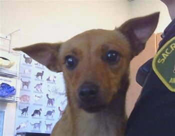 Chihuahua Dogs Available for Adoption in Sacramento, California - SANDRA DEE | PetCurious