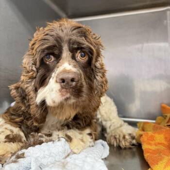 Debra -  Cocker Spaniel Dog for Adoption in Northbrook, Illinois - Debra | PetCurious