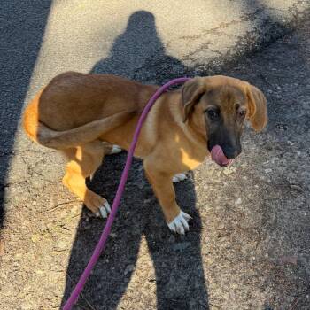 Mixed Breed Dogs Available for Adoption - Ginger | PetCurious