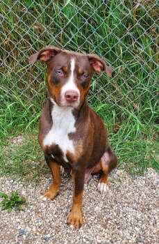 Rescue Pit Bull Terrier Dogs for Adoption in Lake City, Michigan - Finley (6744) | PetCurious