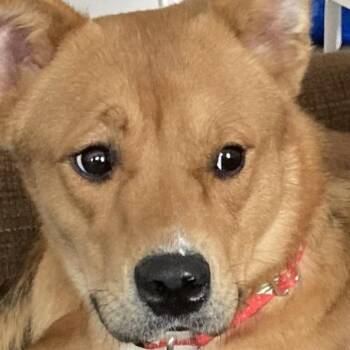 Irish -  Boxer and Husky Dog for Adoption in La Grange, Kentucky - Irish | PetCurious