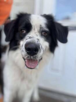 Rescue Border Collie and Great Pyrenees Dogs for Adoption in Wheelersburg, Ohio - CASH | PetCurious