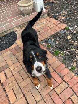 Bernese Mountain Dog Dogs Available for Adoption - Beverly | PetCurious